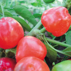 Miniature Red Bell Pepper