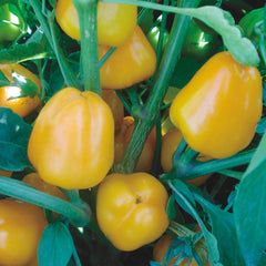 Miniature Yellow Bell Pepper