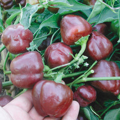 Miniature Chocolate Bell Pepper