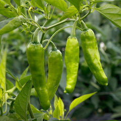 Takara Pepper