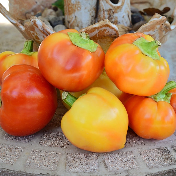 Alma Paprika Pepper