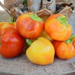 Alma Paprika Pepper