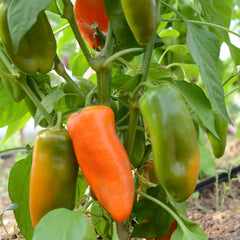 Orange Sweetie Pepper