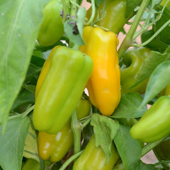 Yellow Sweetie Pepper