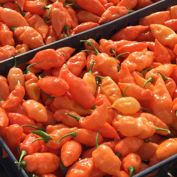 Habanada Pepper