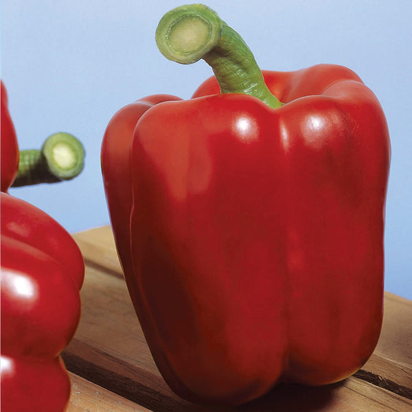 Sprinter Pepper