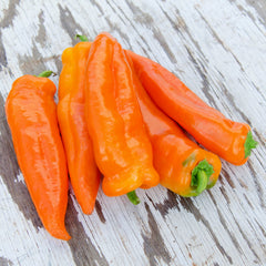 Oranos Pepper