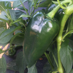 Bastan Pepper