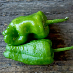 Padrón Pepper