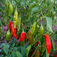 Aji Rico Pepper