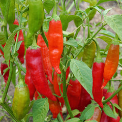 Aji Rico Pepper