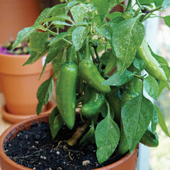 Pot-A-Peño Pepper