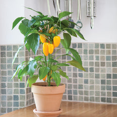Fresh Bites Yellow Pepper