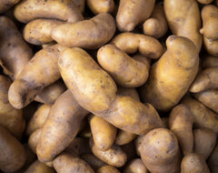 La Ratte Fingerling Organic - Seedsplant