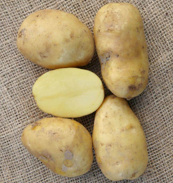 Sieglinde Organic