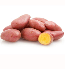 French Fingerling Organic - Seedsplant