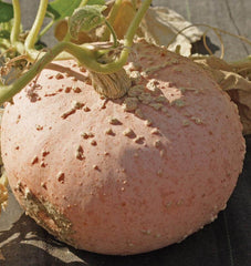 Galeux d'Eysines - Seedsplant