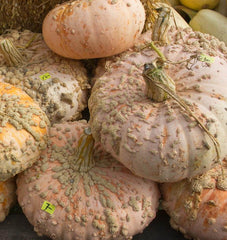 Galeux d'Eysines Organic - Seedsplant