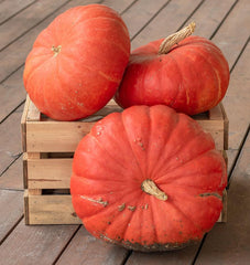 Rouge Vif d’Etampes - Seedsplant