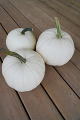 Blanco F1 - Seedsplant