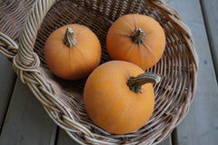 Winter Luxury Organic - Seedsplant