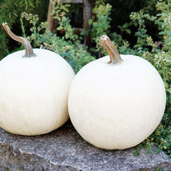 Honey Moon Pumpkin