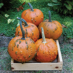 Goosebumps Pumpkin