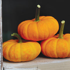 Jill Be Little Pumpkin