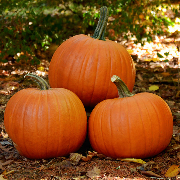 Bellatrix Pumpkin
