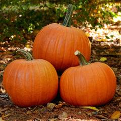 Bellatrix Pumpkin