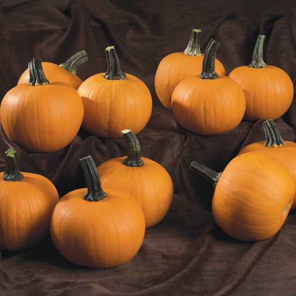 Kandy Korn Plus Pumpkin