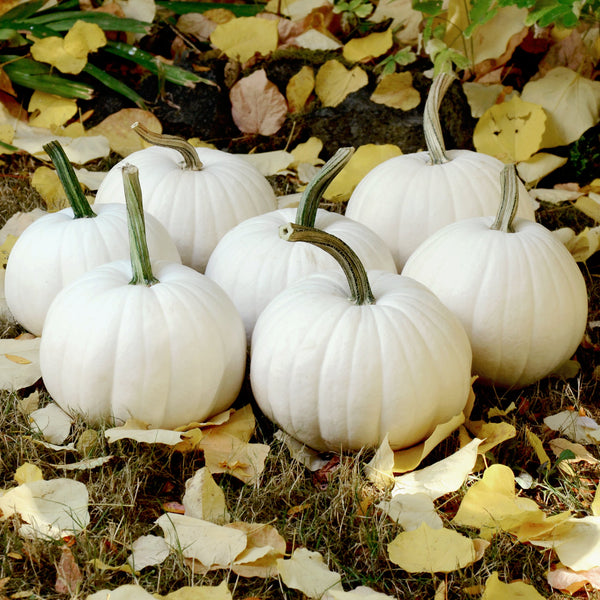 Blanco Pumpkin
