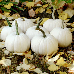 Blanco Pumpkin