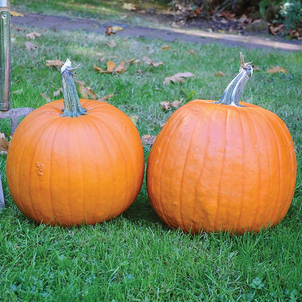 Spartan Pumpkin