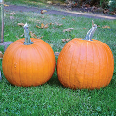 Spartan Pumpkin