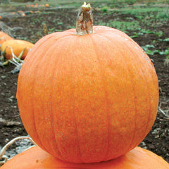Small Sugar Pumpkin