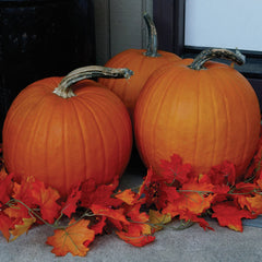 Howden Pumpkin