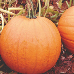 Howden Pumpkin