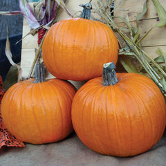 Neon Pumpkin