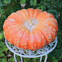 Cinderella (Rouge Vif D’etampes) Pumpkin