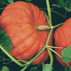 Cinderella (Rouge Vif D’etampes) Pumpkin