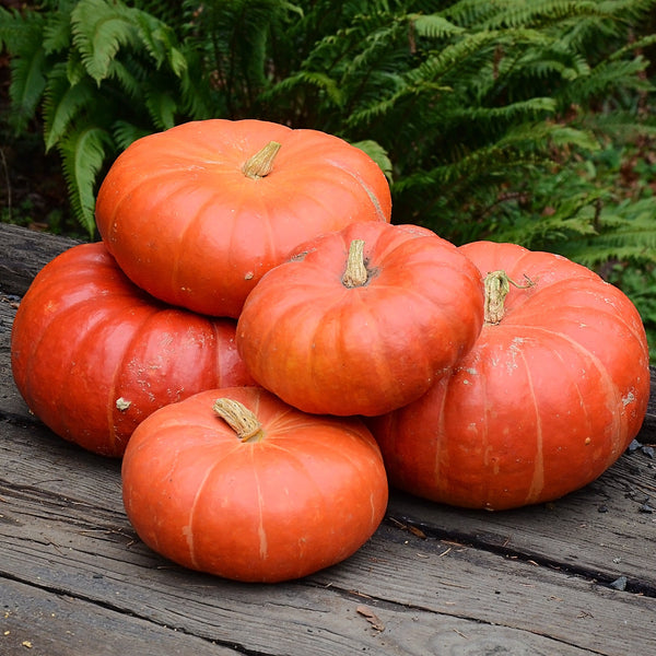 Cinderella (Rouge Vif D’etampes) Pumpkin