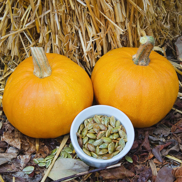 Naked Bear Pumpkin
