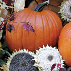 Magic Lantern Pumpkin