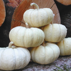 Baby Boo Pumpkin