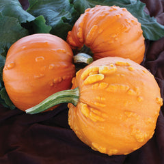 Toad Pumpkin
