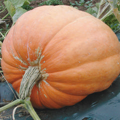 Atlantic Giant Pumpkin
