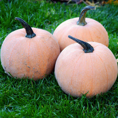 Winter Luxury Pumpkin