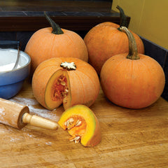 Winter Luxury Pumpkin