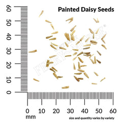 Painted Daisy, Single Mixed Colors Seeds, 200mg